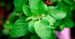 Tulsi (Holy Basil)